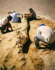 Baleine fossilisée - Desert de ICA au Pérou